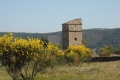 Torre San Vito e ginestre